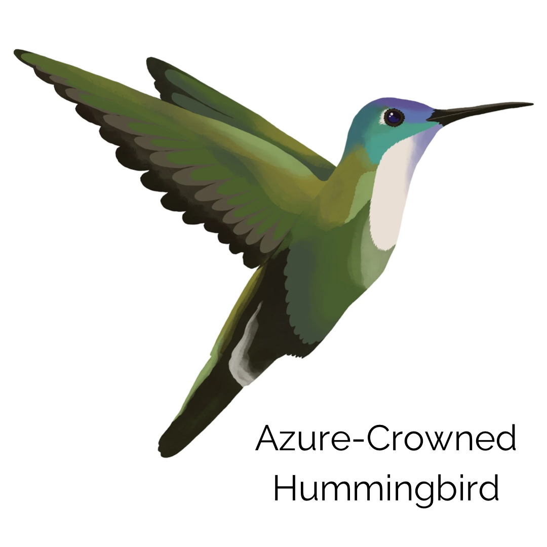 Rectangular Cushion Cover in Azure-Crowned Hummingbird