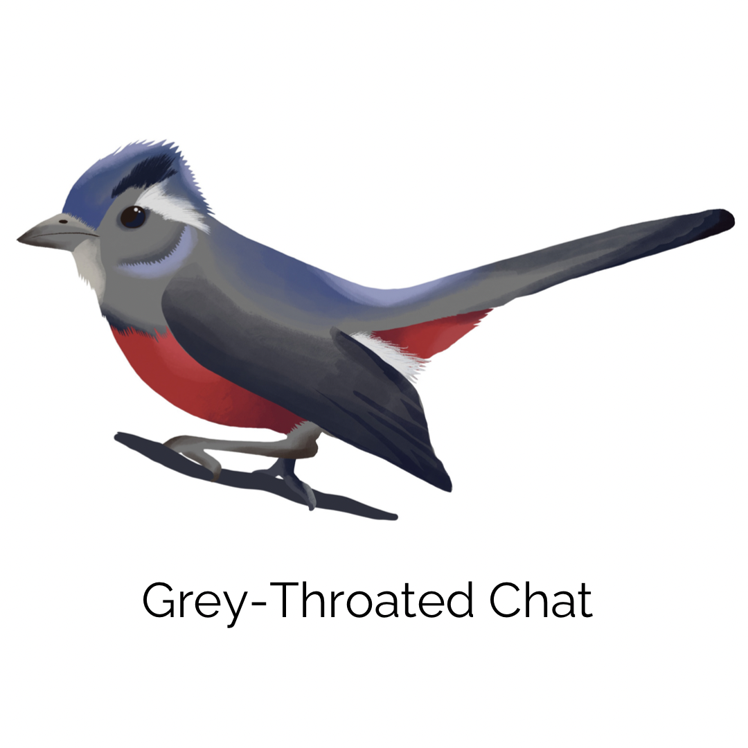 Rectangular Cushion Cover in Grey-Throated Chat