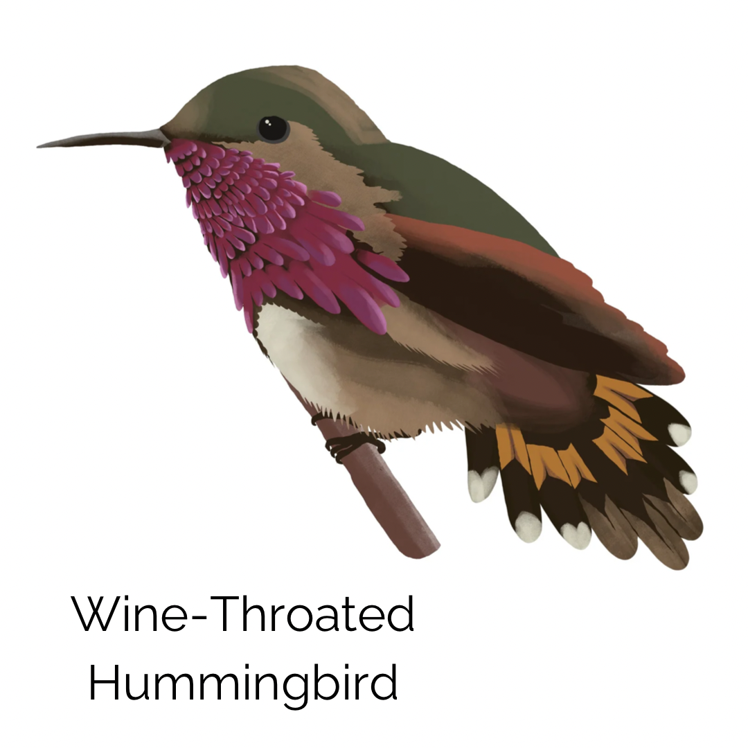 Square Cushion Cover in Wine-Throated Hummingbird