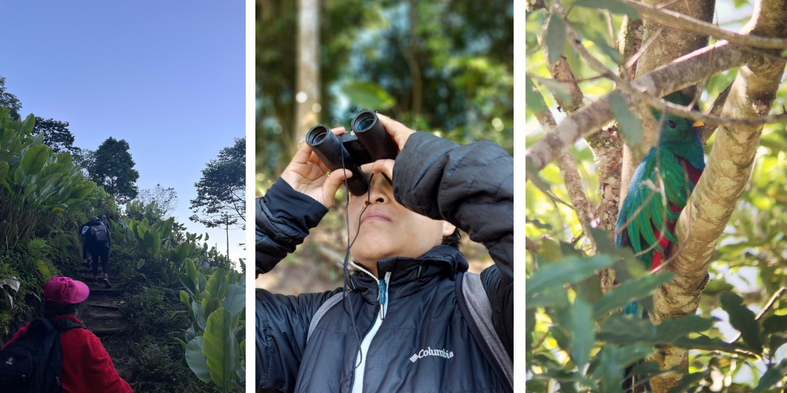 Inspiration takes flight: the story behind our new collection, Birds of Guatemala!