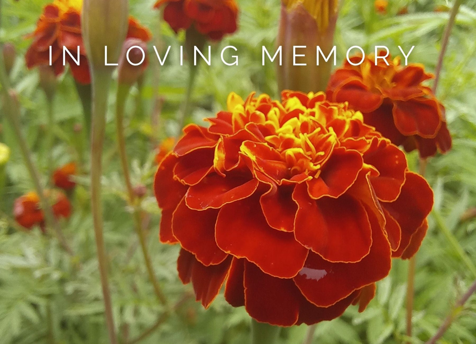 Honoring Vera: In loving memory of Vera Eccarius-Kelly