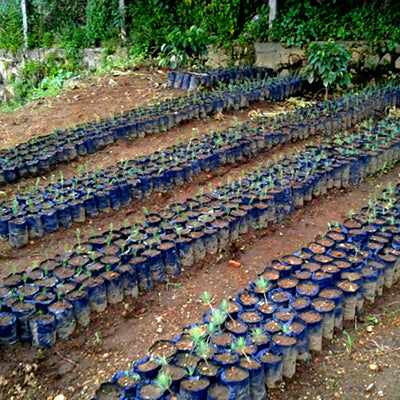 pine tree seedlings guatemala